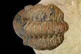 Bargain, Reedops Trilobite - Foum Zguid, Morocco #119904-2